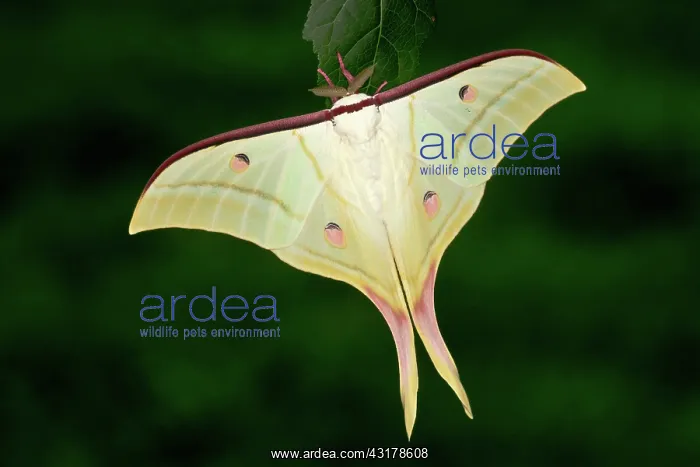 : Indian Moon Moth : Indian Moon Moth