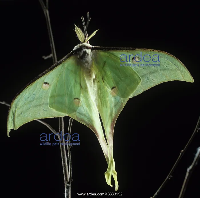 : Indian Moon moth : Indian Moon moth