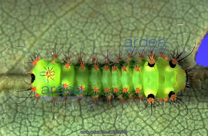 : INDIAN MOON MOTH CATERPILLAR : INDIAN MOON MOTH CATERPILLAR