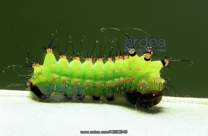 : INDIAN MOON MOTH CATERPILLAR : INDIAN MOON MOTH CATERPILLAR