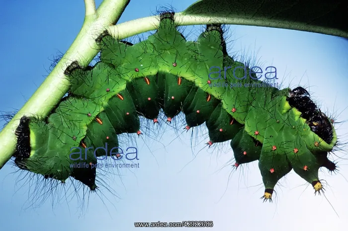 : INDIAN MOON MOTH CATERPILLAR : INDIAN MOON MOTH CATERPILLAR