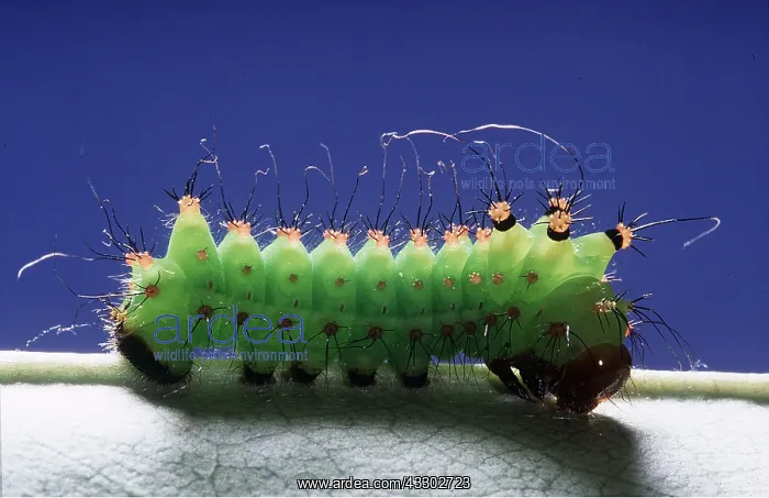: INDIAN MOON MOTH CATERPILLAR : INDIAN MOON MOTH CATERPILLAR