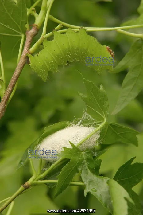 : Indian Moon Moth - Caterpillar and cocoon : Indian Moon Moth - Caterpillar and cocoon