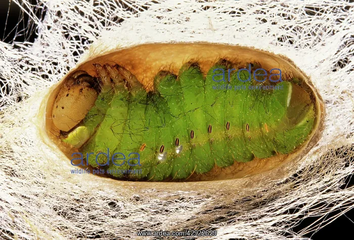 : Indian Moon Moth Caterpillar - Cross section of : Indian Moon Moth Caterpillar - Cross section of