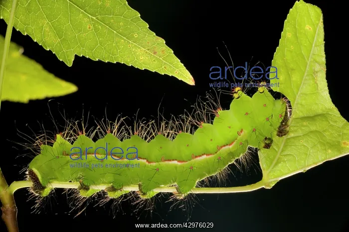 : Indian Moon Moth - Caterpillar eating : Indian Moon Moth - Caterpillar eating