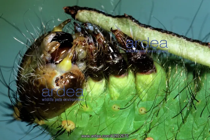 : Indian Moon Moth Caterpillar - feeding : Indian Moon Moth Caterpillar - feeding