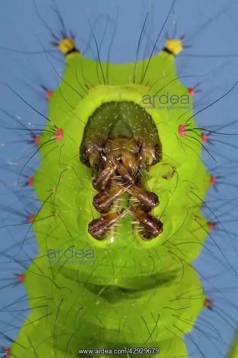 : Indian Moon Moth - Caterpillar - head and (real) legs : Indian Moon Moth - Caterpillar - head and (real) legs