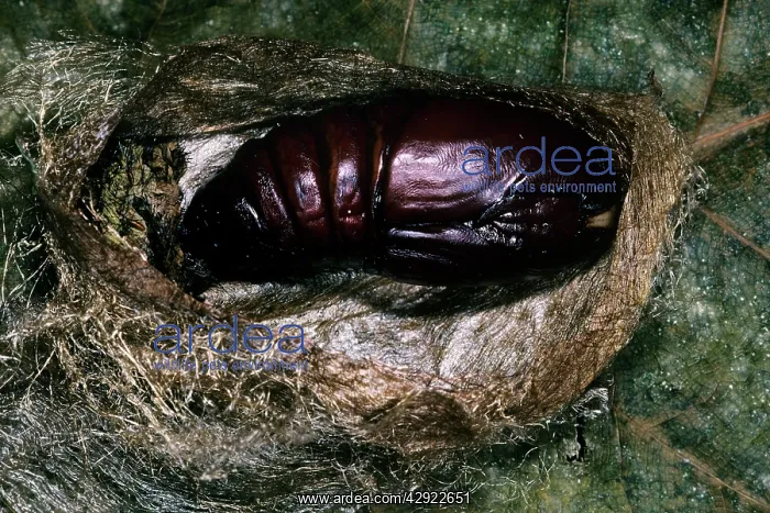 : Indian Moon Moth Caterpillar - pupae : Indian Moon Moth Caterpillar - pupae