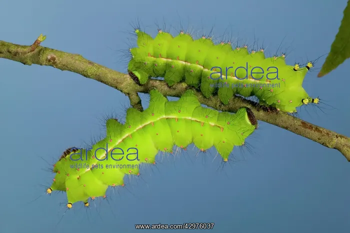 : Indian Moon Moth - Caterpillars : Indian Moon Moth - Caterpillars