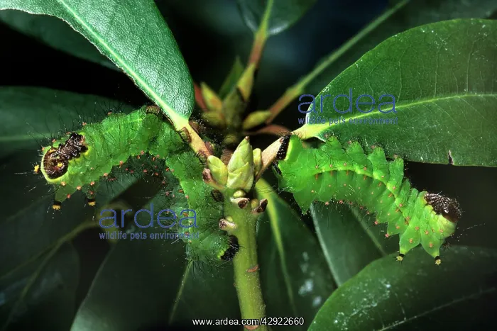 : INDIAN MOON MOTH CATERPILLARS - two on plant : INDIAN MOON MOTH CATERPILLARS - two on plant