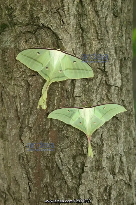 : Indian Moon Moth - Couple (female above) : Indian Moon Moth - Couple (female above)