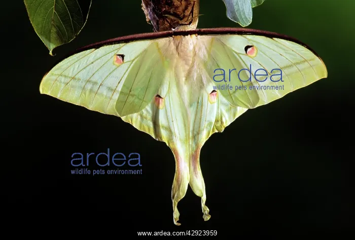 : INDIAN MOON MOTH - FEMALE : INDIAN MOON MOTH - FEMALE