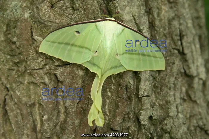 : Indian Moon Moth - Female : Indian Moon Moth - Female