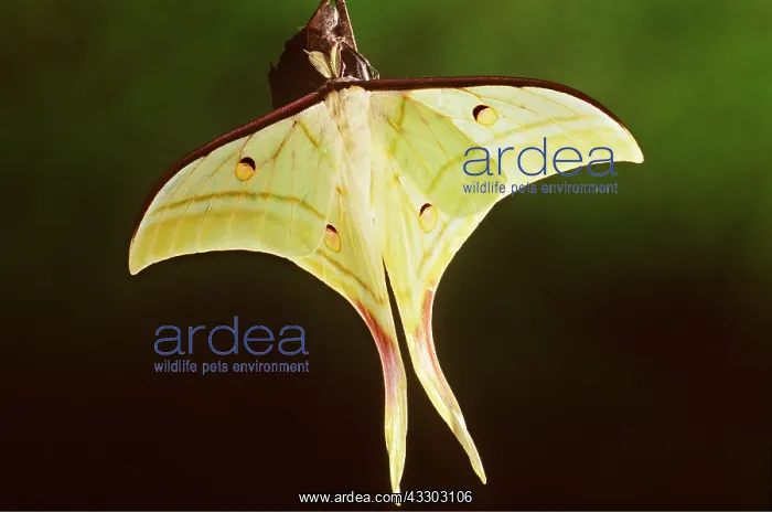 : INDIAN MOON MOTH - male : INDIAN MOON MOTH - male