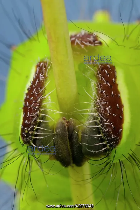 : Indian Moon Moth - Detail (prolegs) of the caterpillar : Indian Moon Moth - Detail (prolegs) of the caterpillar