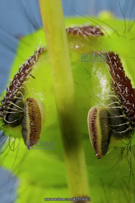 : Indian Moon Moth - Detail (prolegs) of the caterpillar : Indian Moon Moth - Detail (prolegs) of the caterpillar