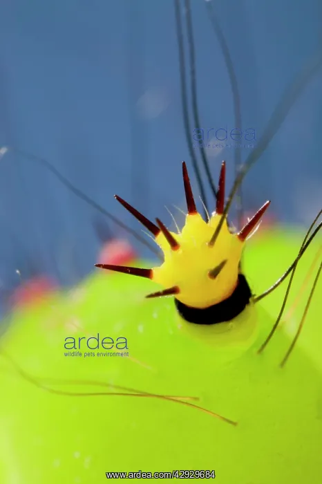  : Indian Moon Moth - Detail (spine) of the caterpillar