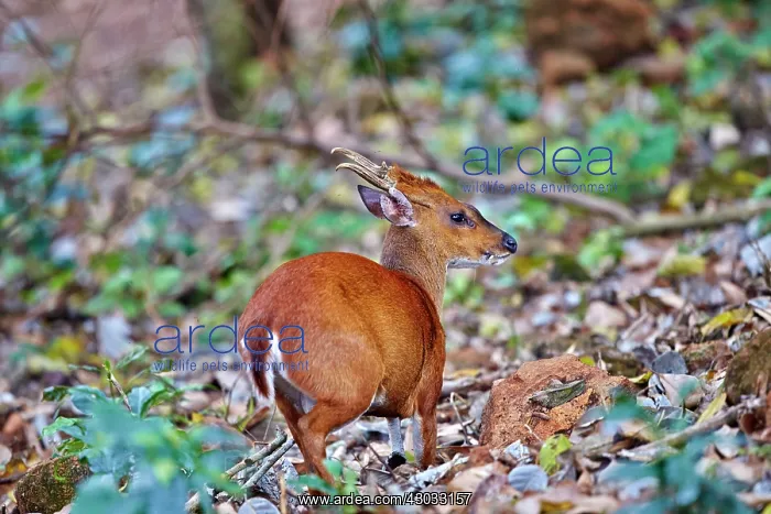 : Indian Muntjac / Red Muntjac / Common Muntjac / : Indian Muntjac / Red Muntjac / Common Muntjac /