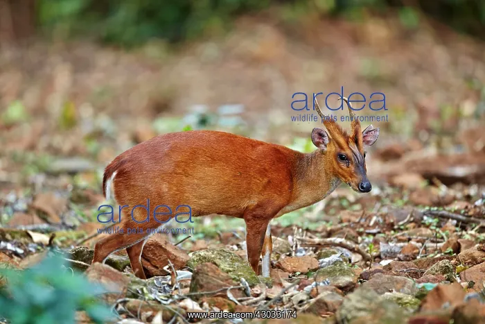  : Indian Muntjac  /  Red Muntjac  /  Common Muntjac  / 