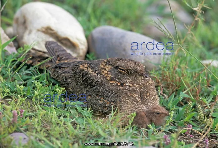 : Indian Nightjar & young one - on ground : Indian Nightjar & young one - on ground
