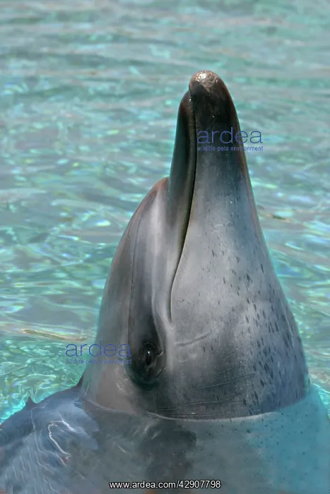 : Indian Ocean Bottlenose Dolphin : Indian Ocean Bottlenose Dolphin