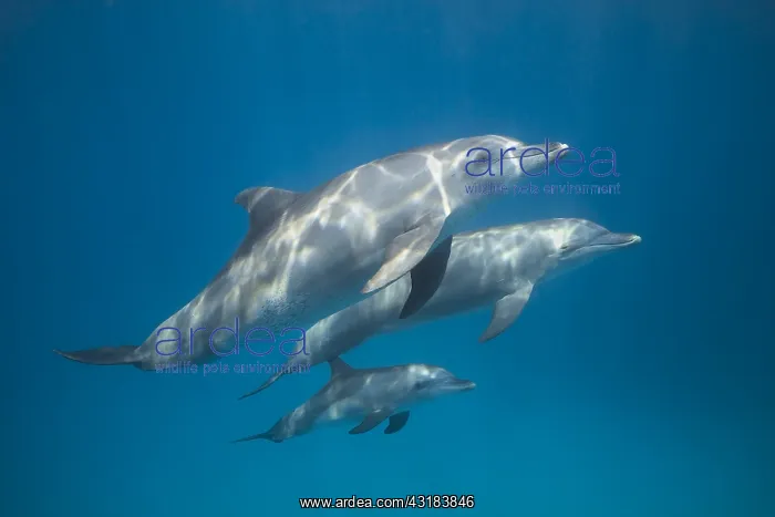 : Indian Ocean bottlenose dolphin (Tursiops aduncus) : Indian Ocean bottlenose dolphin (Tursiops aduncus)