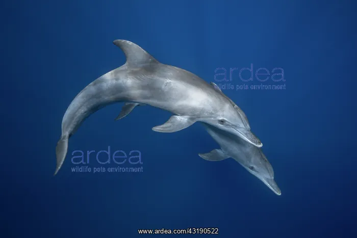 : Indian Ocean bottlenose dolphin (Tursiops aduncus) : Indian Ocean bottlenose dolphin (Tursiops aduncus)