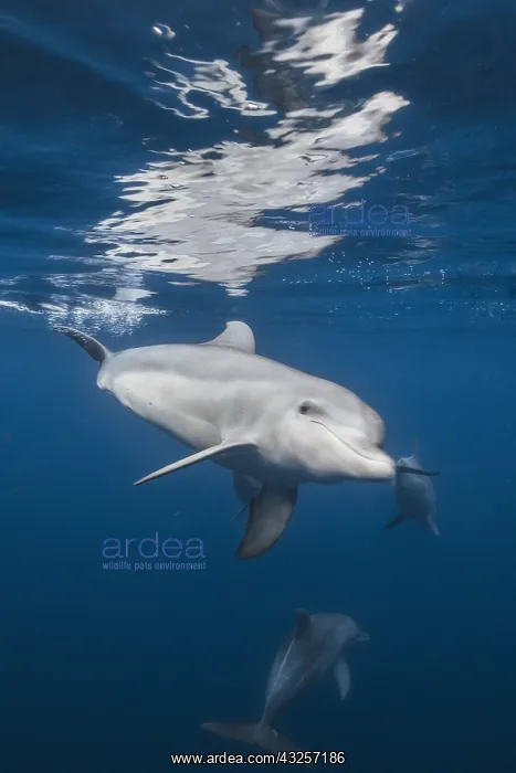 : Indian Ocean bottlenose dolphin (Tursiops aduncus) : Indian Ocean bottlenose dolphin (Tursiops aduncus)