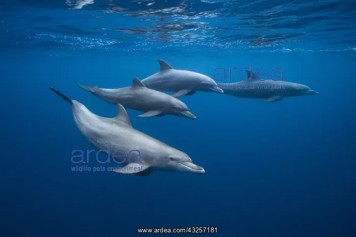 : Indian Ocean bottlenose dolphins (Tursiops aduncus) : Indian Ocean bottlenose dolphins (Tursiops aduncus)
