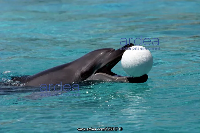 : Indian Ocean Bottlenose Dophin - with ball in mouth : Indian Ocean Bottlenose Dophin - with ball in mouth