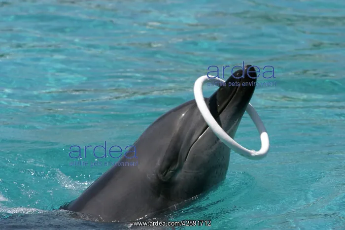 : Indian Ocean Bottlenose Dophin - with ring around nose : Indian Ocean Bottlenose Dophin - with ring around nose