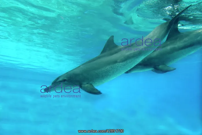 : Indian Ocean Bottlenose Dophin - two underwater : Indian Ocean Bottlenose Dophin - two underwater