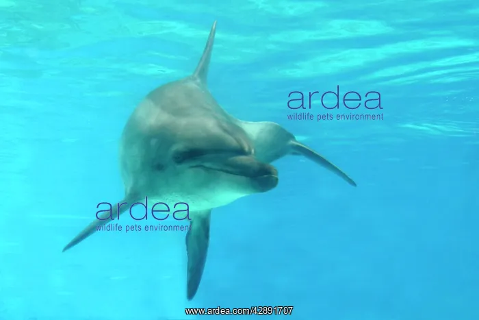 : Indian Ocean Bottlenose Dophin - underwater : Indian Ocean Bottlenose Dophin - underwater