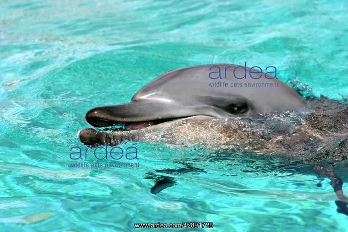 : Indian Ocean Bottlenose Dophin - in water : Indian Ocean Bottlenose Dophin - in water