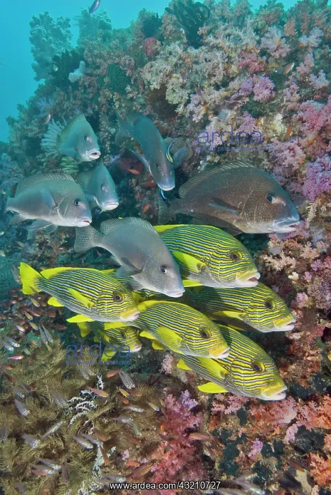 : Indian Ocean, Indonesia, Fakfak, Triton : Indian Ocean, Indonesia, Fakfak, Triton