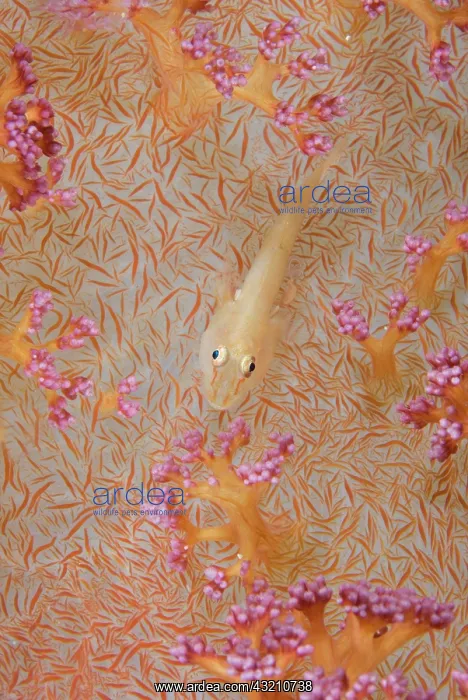: Indian Ocean, Indonesia, Fakfak, Triton : Indian Ocean, Indonesia, Fakfak, Triton