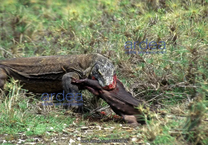 : Indian Ocean, Indonesia, Komodo National : Indian Ocean, Indonesia, Komodo National