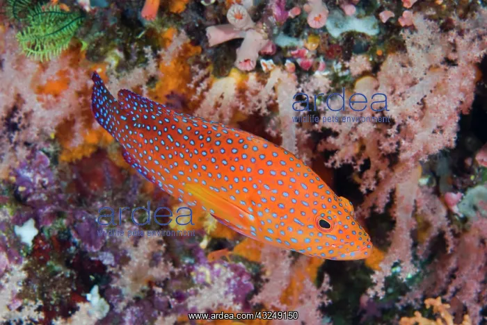 : Indian Ocean, Indonesia, Komodo National : Indian Ocean, Indonesia, Komodo National
