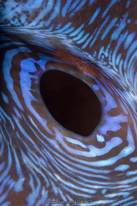: Indian Ocean, Indonesia, Komodo National : Indian Ocean, Indonesia, Komodo National