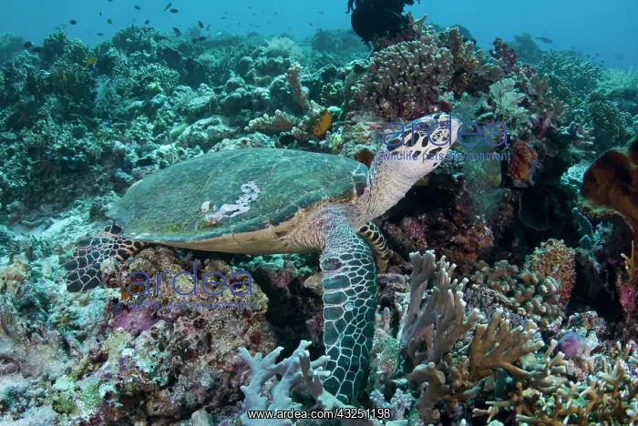  : Indian Ocean, Indonesia, Komodo National