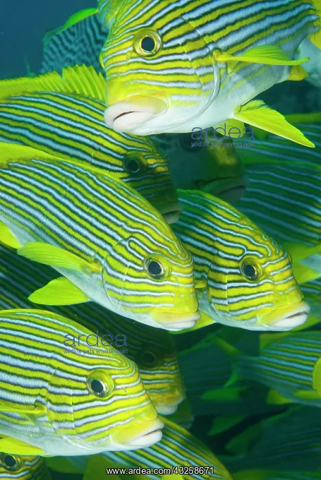 : Indian Ocean, Indonesia, Komodo National : Indian Ocean, Indonesia, Komodo National