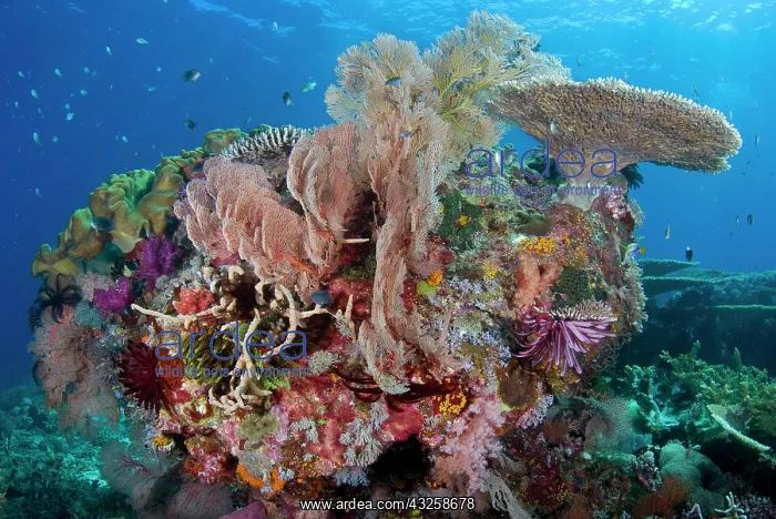 : Indian Ocean, Indonesia, Komodo National : Indian Ocean, Indonesia, Komodo National