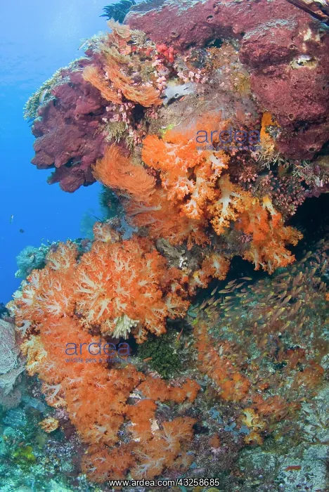: Indian Ocean, Indonesia, Komodo National : Indian Ocean, Indonesia, Komodo National
