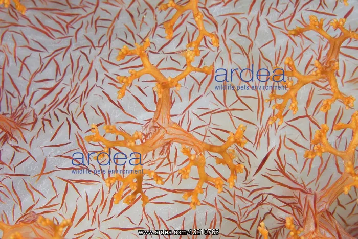 : Indian Ocean, Indonesia, Papua, Raja Ampat : Indian Ocean, Indonesia, Papua, Raja Ampat