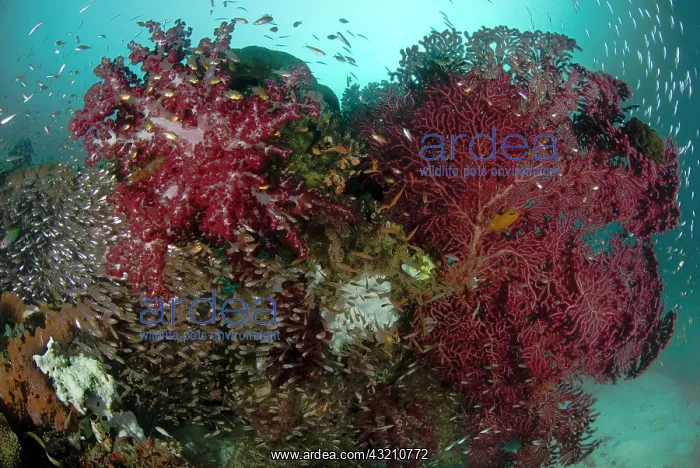 : Indian Ocean, Indonesia, Papua, Raja Ampat : Indian Ocean, Indonesia, Papua, Raja Ampat