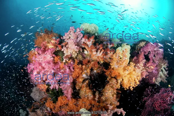 : Indian Ocean, Indonesia, Papua, Raja Ampat : Indian Ocean, Indonesia, Papua, Raja Ampat