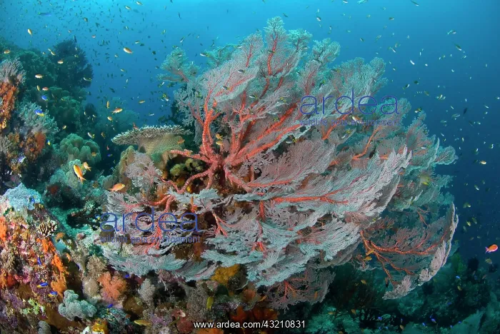 : Indian Ocean, Indonesia, Papua, Raja Ampat : Indian Ocean, Indonesia, Papua, Raja Ampat