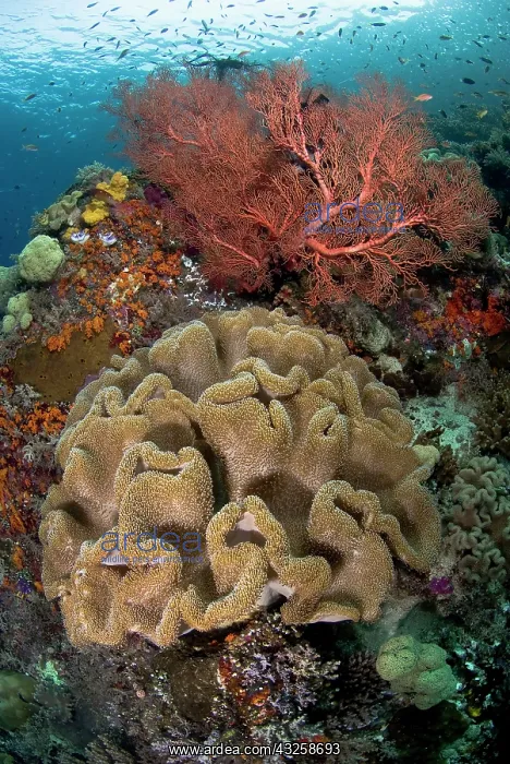 : Indian Ocean, Indonesia, Raja Ampat Islands : Indian Ocean, Indonesia, Raja Ampat Islands