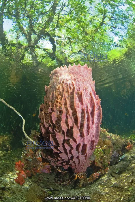 : Indian Ocean, Indonesia, Raja Ampat, Misool : Indian Ocean, Indonesia, Raja Ampat, Misool