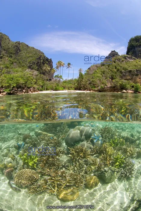 : Indian Ocean, Indonesia, Raja Ampat, Misool : Indian Ocean, Indonesia, Raja Ampat, Misool